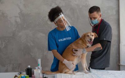 Vet Clinic Operations: Visualize Your KPIs to Exceed Them