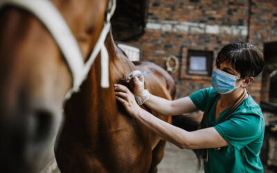 Using Veterinary Clinic Management Software to Scale Your Practice