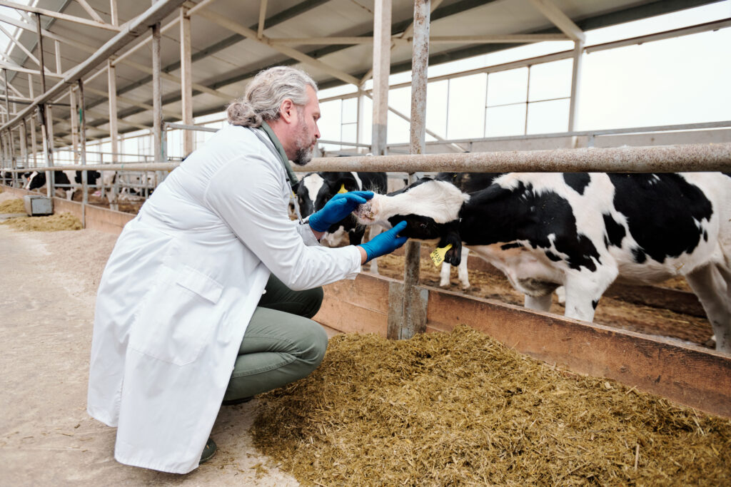 The Large Animal Vet Shortage: Canada is Modernizing | Just Vet Solutions